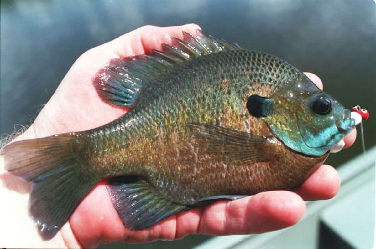 'Perch': These little fish are big-time fun