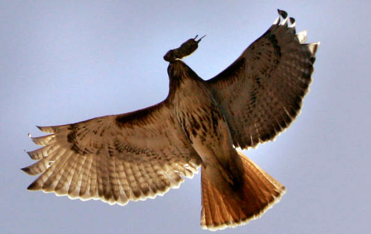 Tompkins: Birds of prey impress with hunting prowess