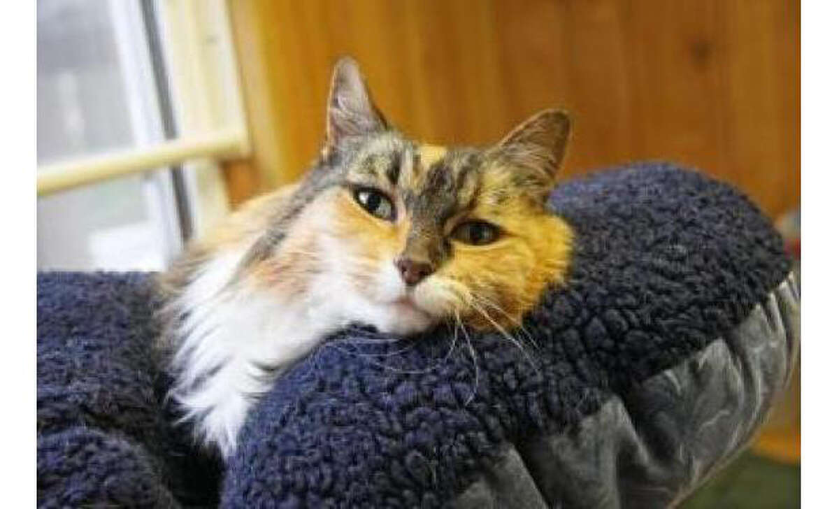 Name: Bella, Breed: Domestic Longhair/Mix, Sex: Female, Size: Medium, Age: 10 years, 6 months, Adoption Status: Available, Website: http://www.seattlehumane.org