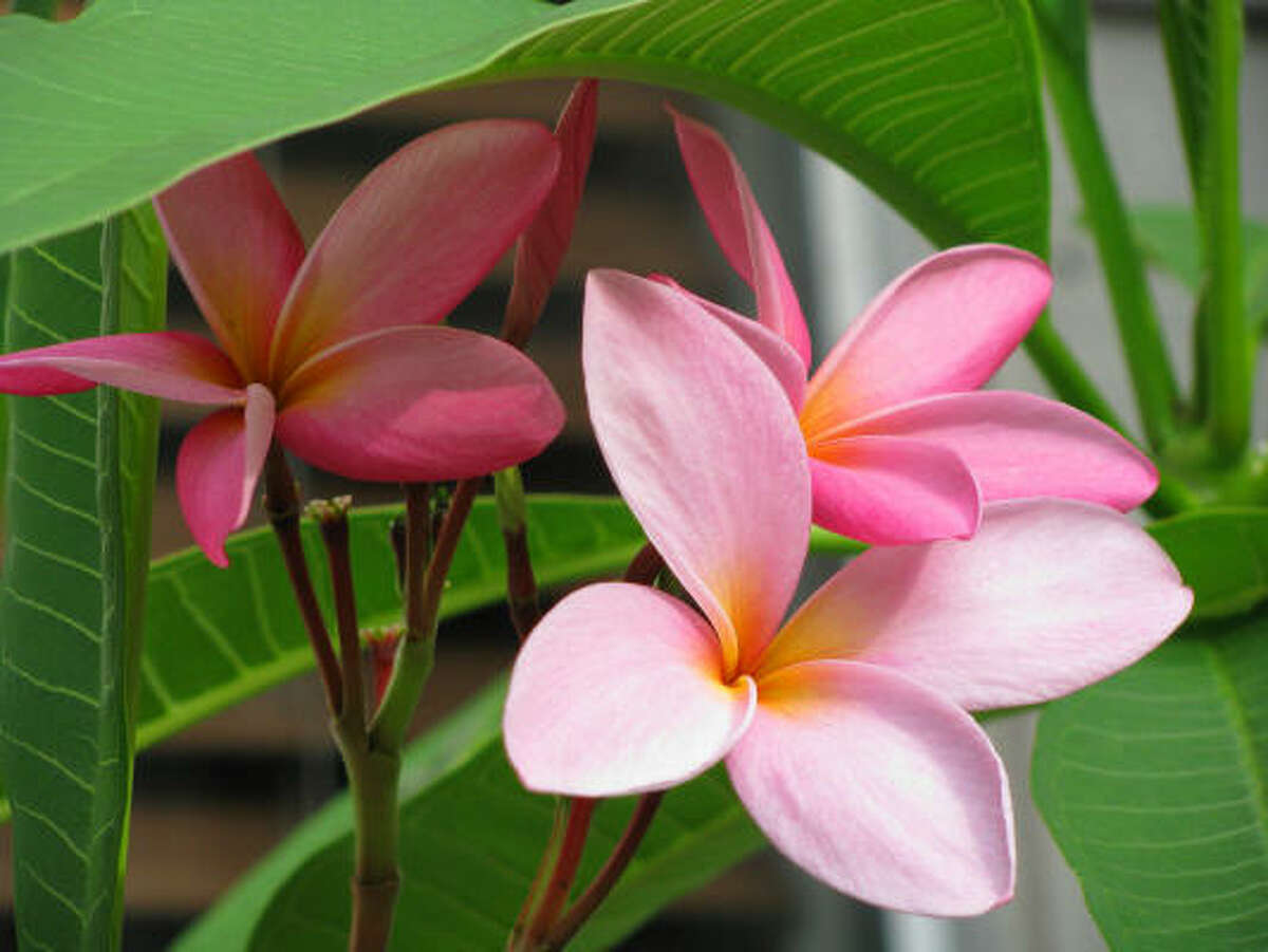 How to prune my freezedamaged plumeria?