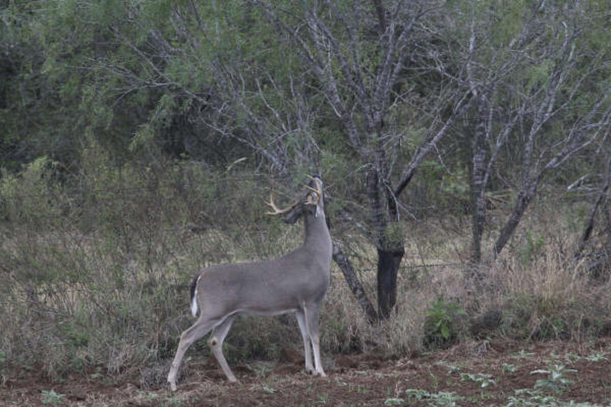 Tompkins Acorn crops affect deer quality, range