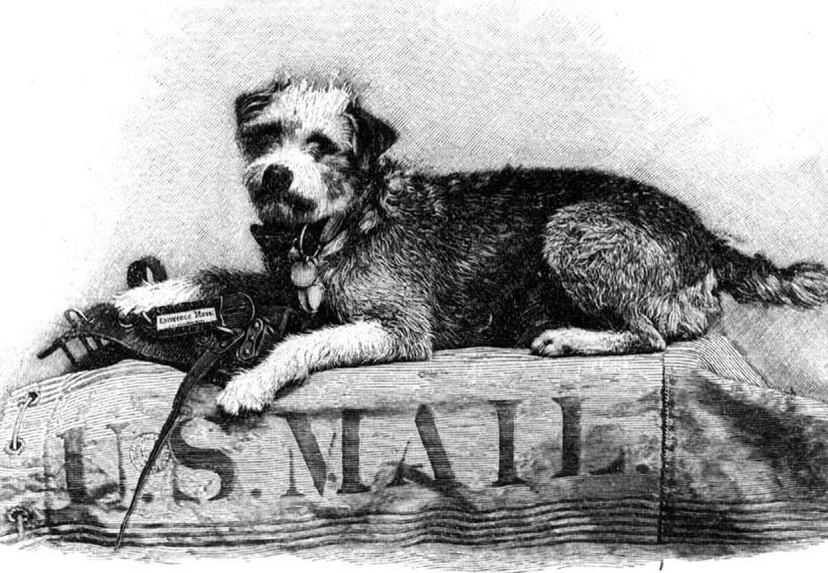 Owney, a stray mutt that wandered into an Albany post office in 1888 and became the unofficial mascot of the Railway Mail Service. (Times Union archive)