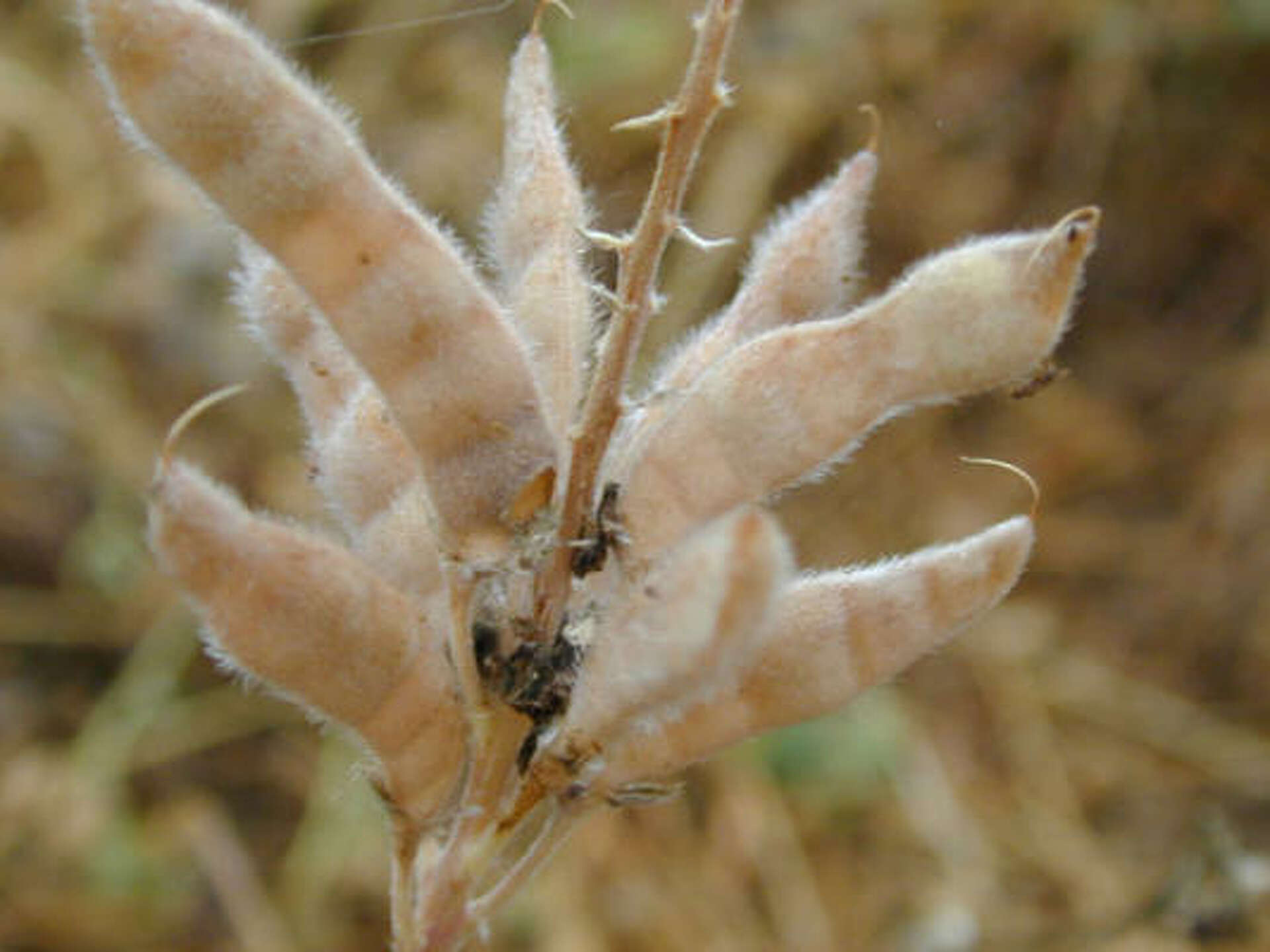 What's the proper method of scattering bluebonnet seed?