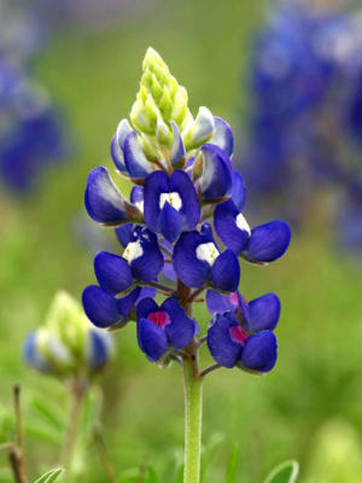 What's the proper method of scattering bluebonnet seed?