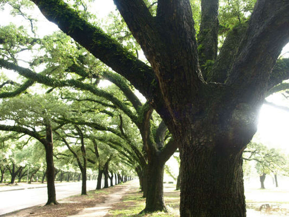 Should we cover our live oaks' exposed roots?