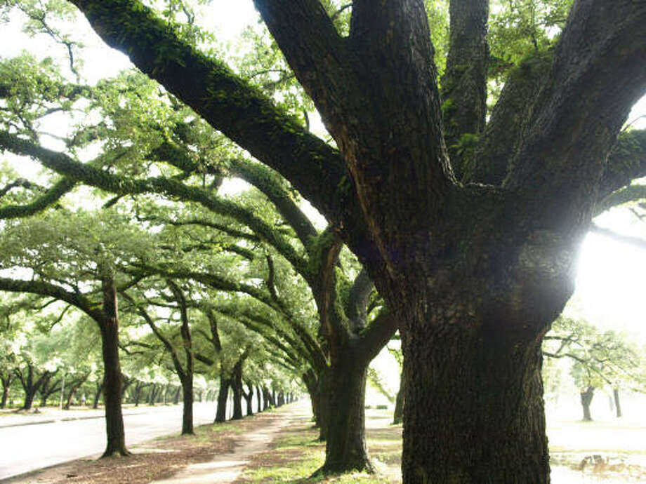 How To Successfully Transplant Oak Seedlings Houston Chronicle Live Oaks On Main Street In Houston Photo Eli Reed Magnum Photos