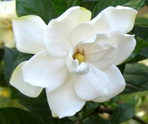 How best to transplant azaleas, gardenias?