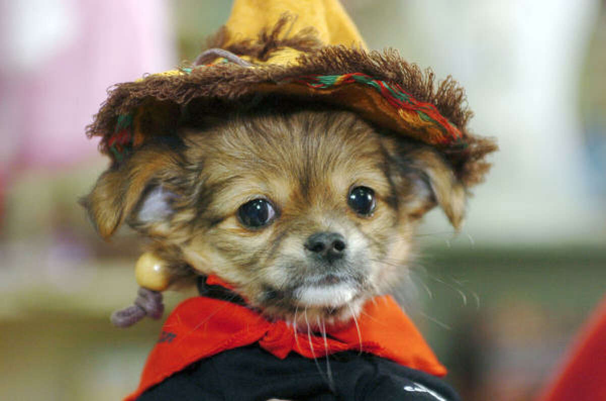 A long-haired chihuahua puppy takes Halloween costume shopping in stride.