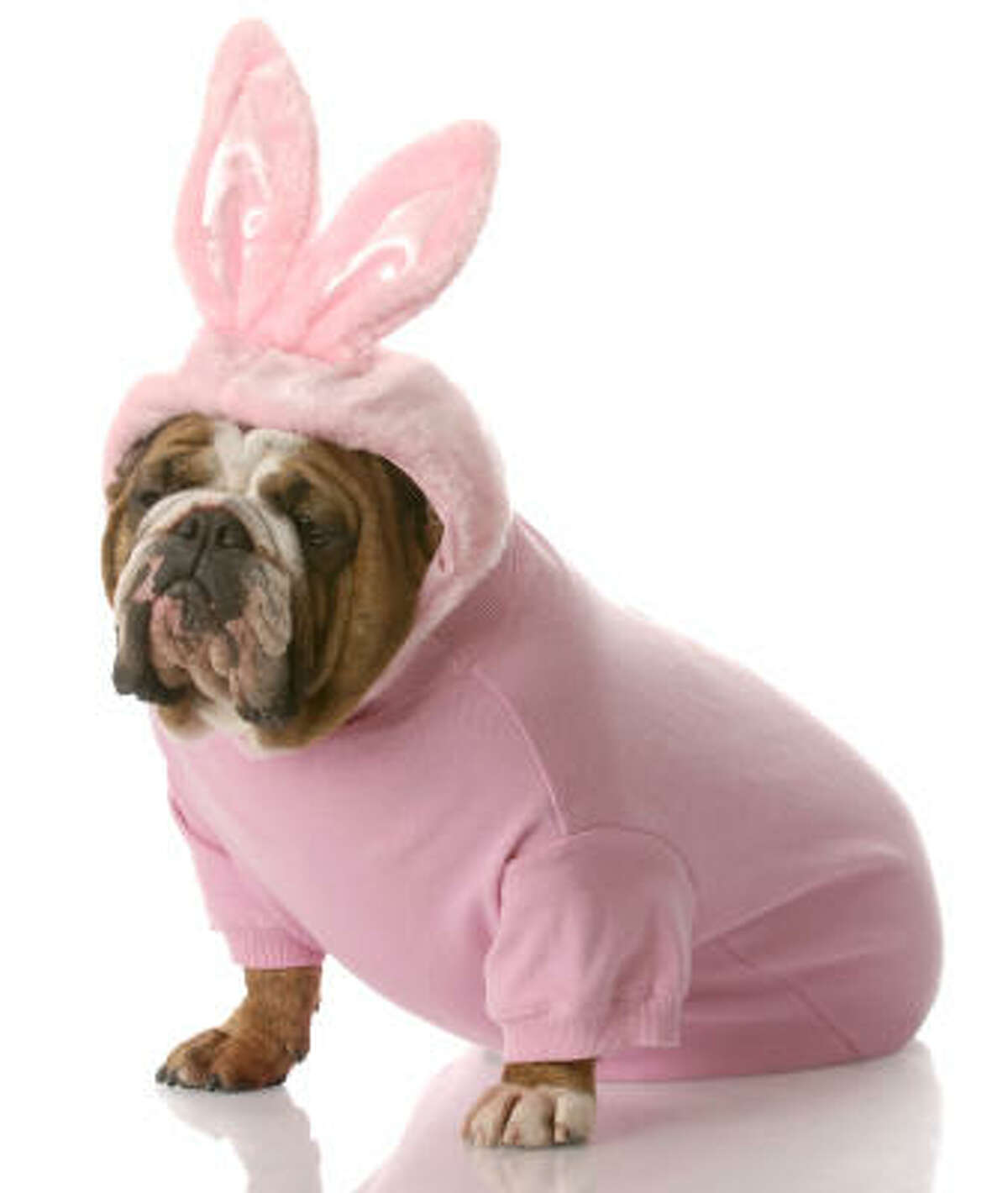 An English bulldog sports a pink bunny costume for Halloween.