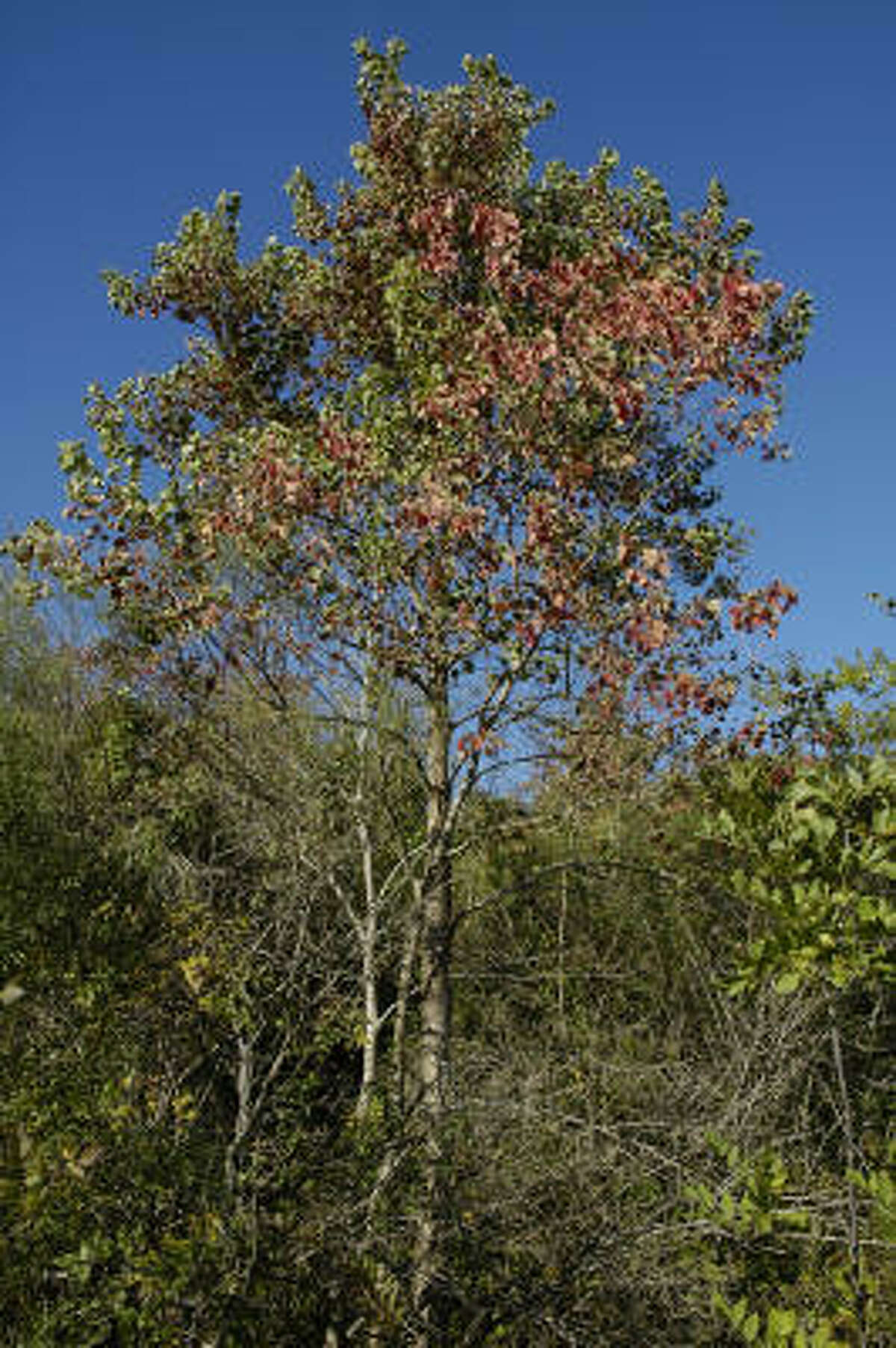 Chinese tallow trees are beautiful but invasive