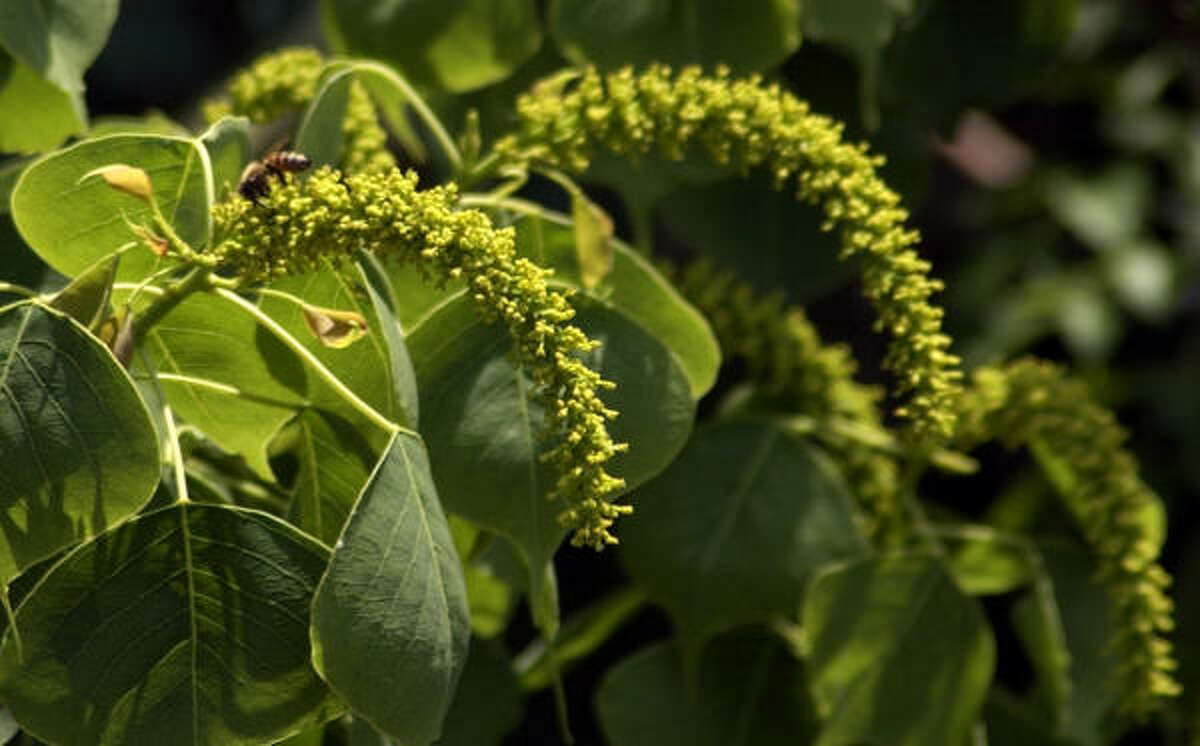 Chinese tallow trees are beautiful but invasive