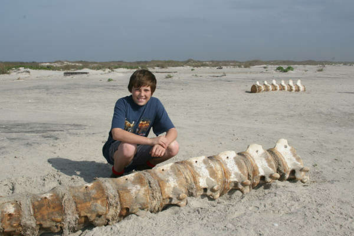 Wyatt Lang, 13, of Pasadena inspects sections of the backbone of a large whale that washed ashore on Matagorda Island in December.