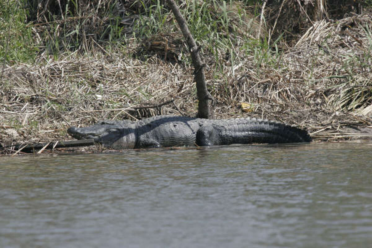 Texas alligators hard to find thanks to Ike's salty surge