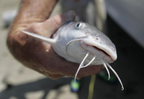 Some Galveston Fish Ruled Too Polluted To Eat Often