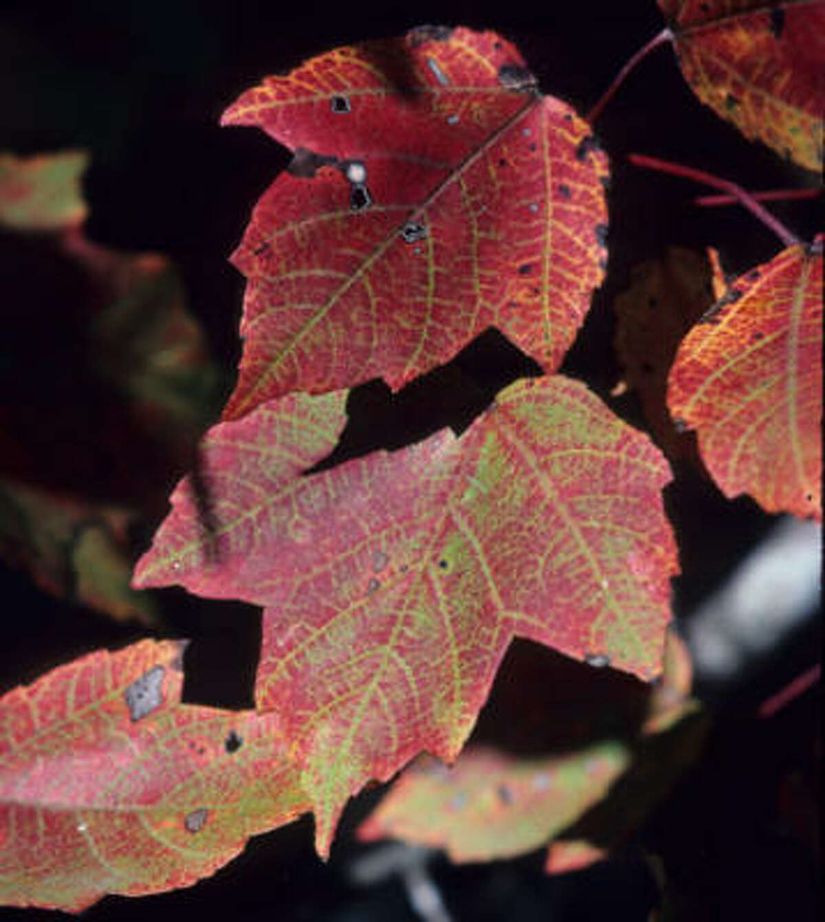 Houston: Which Red Maples Grow Best Here?