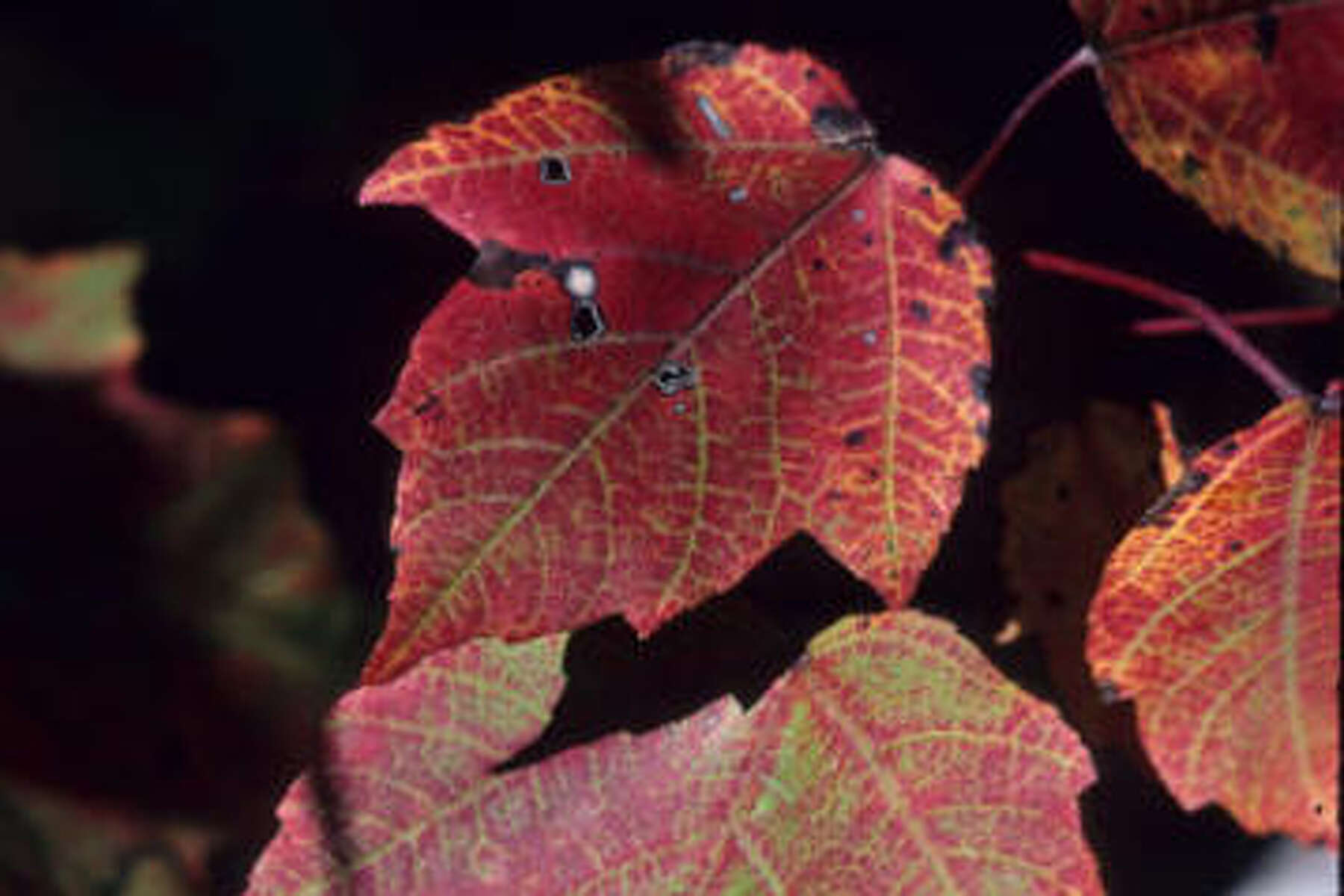 Houston Which Red Maples Grow Best Here