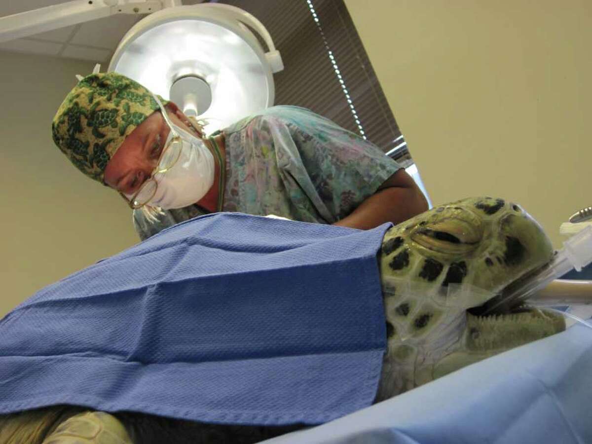 Dr. Nancy Mettee cleans Andre the turtle's wounds before implanting the V.A.C. Therapy system.