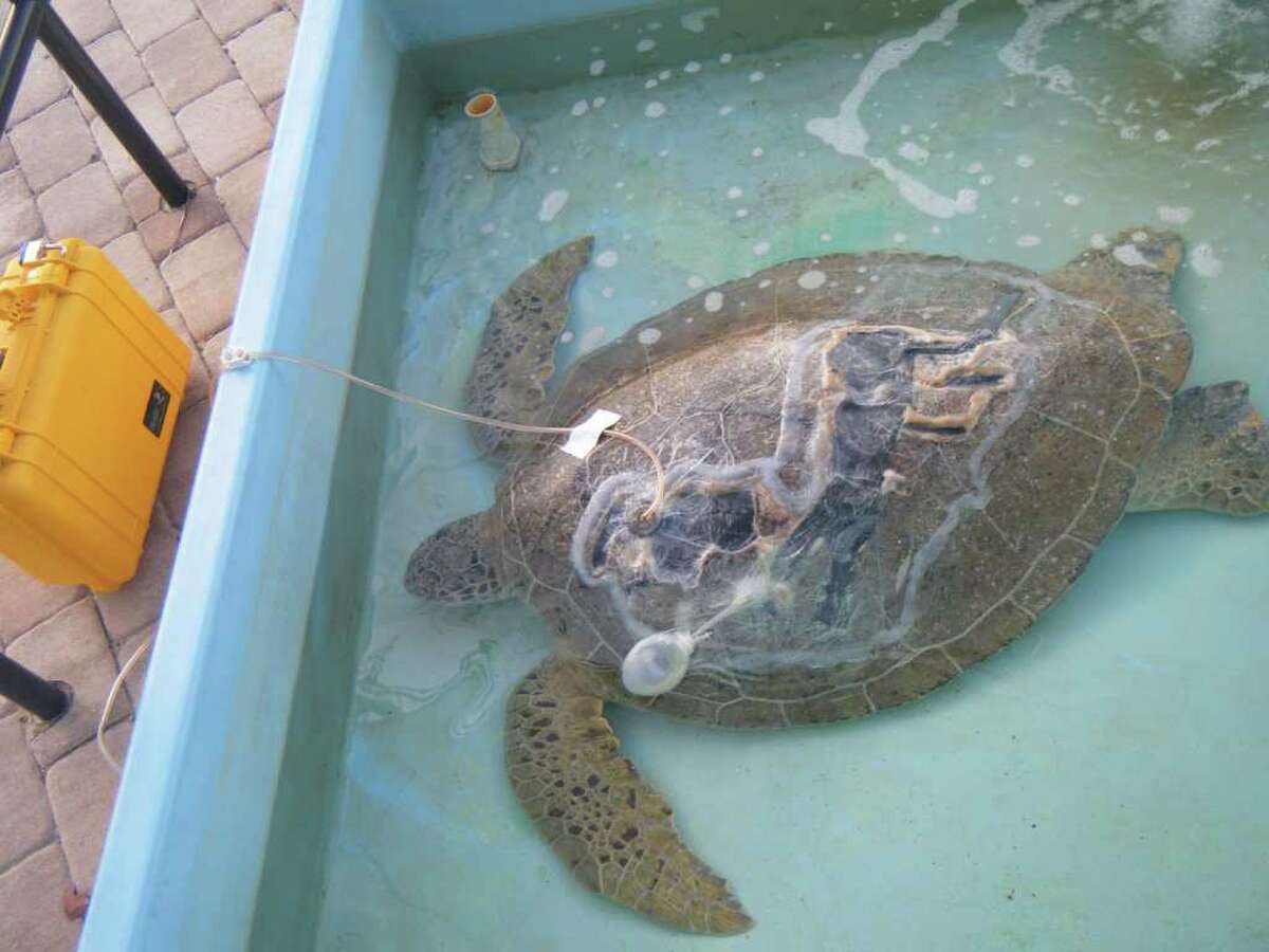 KCI helps save endangered sea turtle