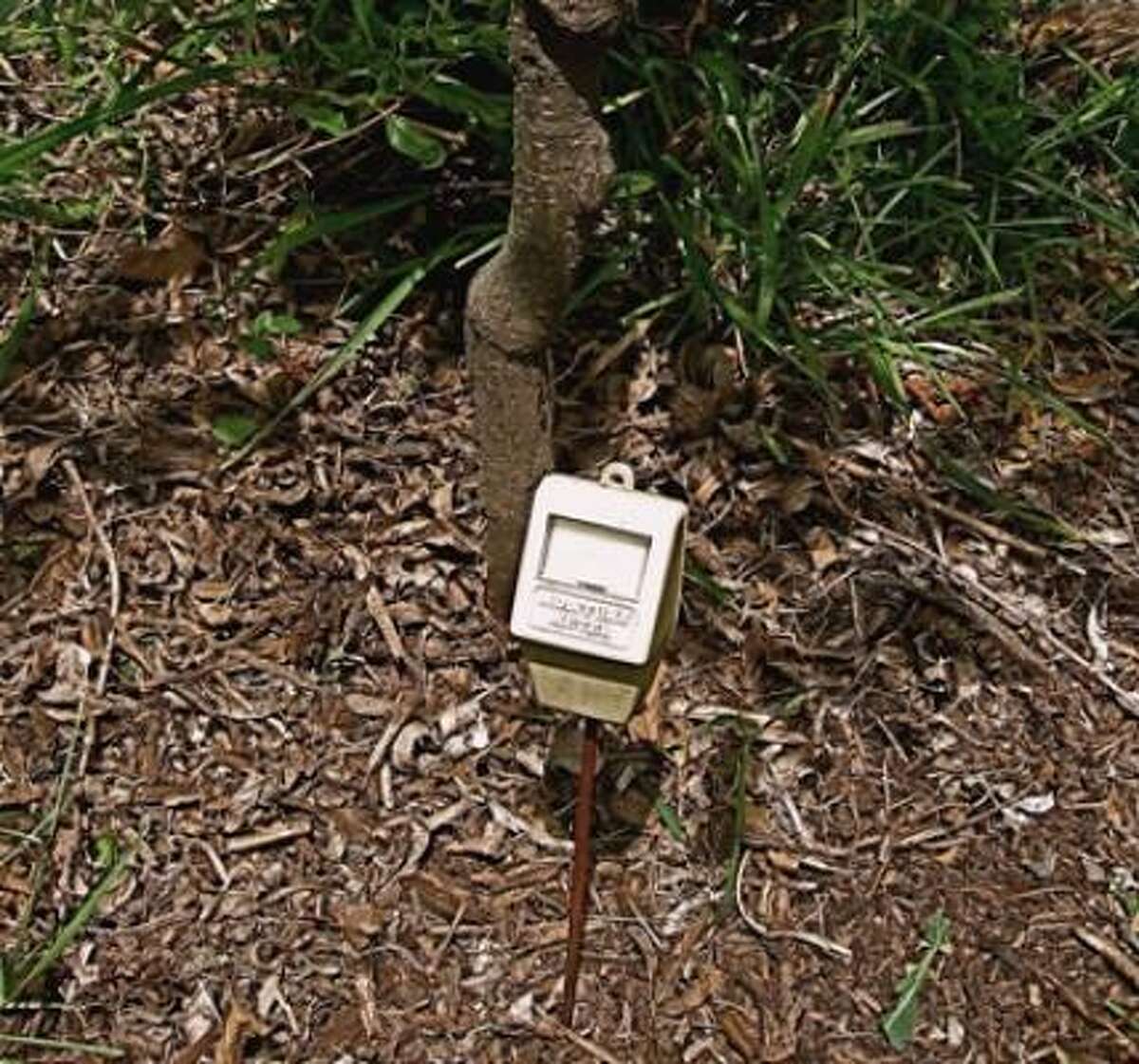 Keep Young Trees Watered And Alive During Summer