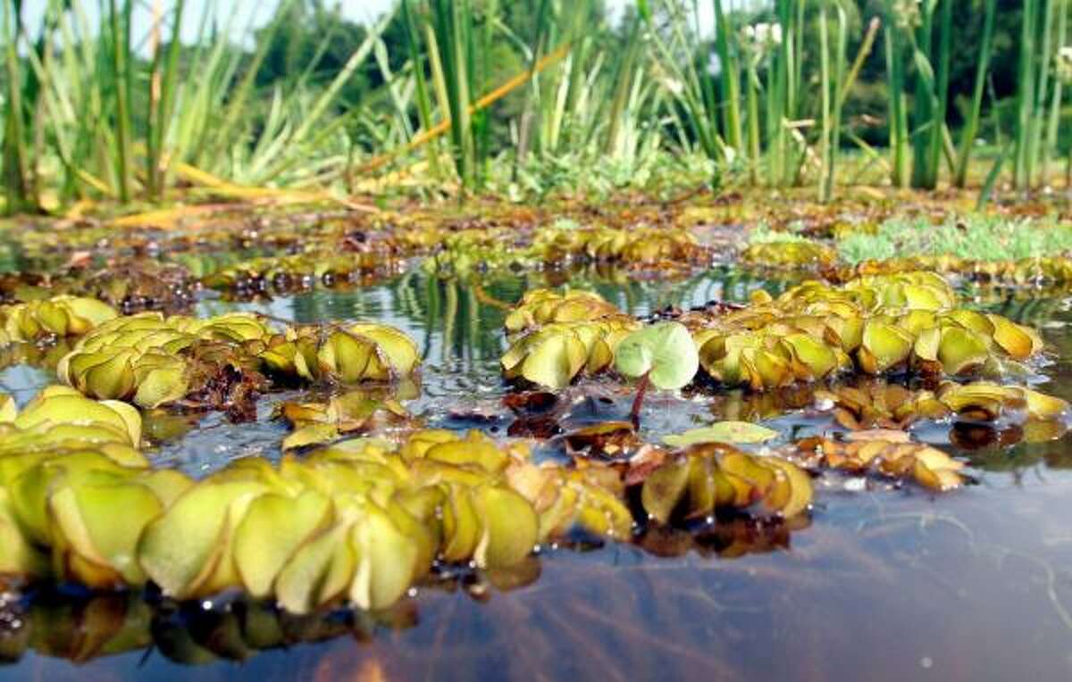 Giant salviniaHow it got here: The plant native to Brazil was brought to the United States for use in decorative ponds. Why it's bad: An infestation grows rapidly and overtakes an aquatic ecosystem, killing fish and native plants. What you can do: Clean boats and trailers every time you leave a waterway to prevent spread. Boaters can be fined for transporting giant salvinia.