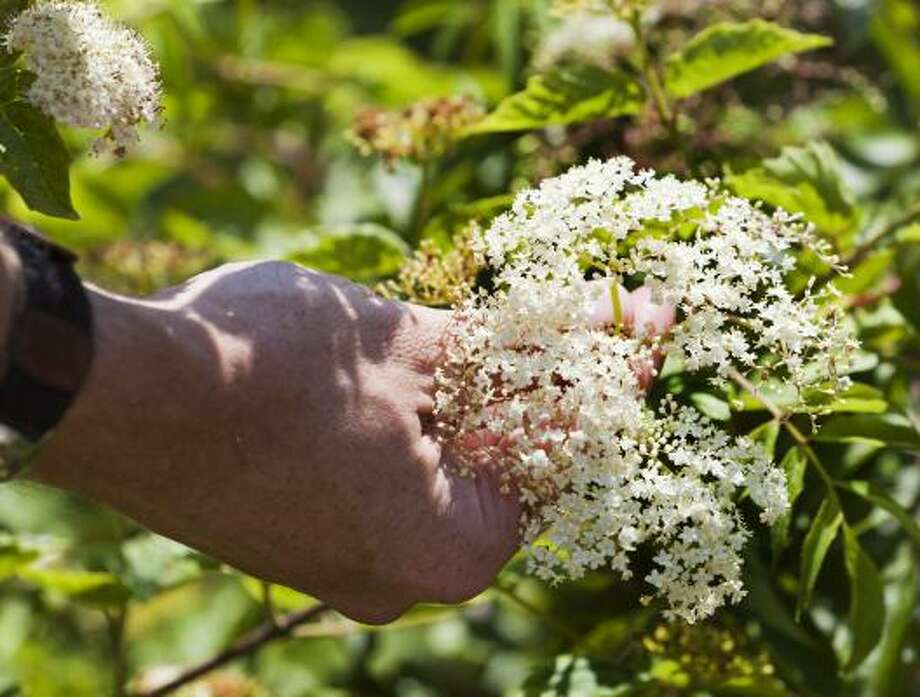 Toxic plants of Texas - Houston Chronicle