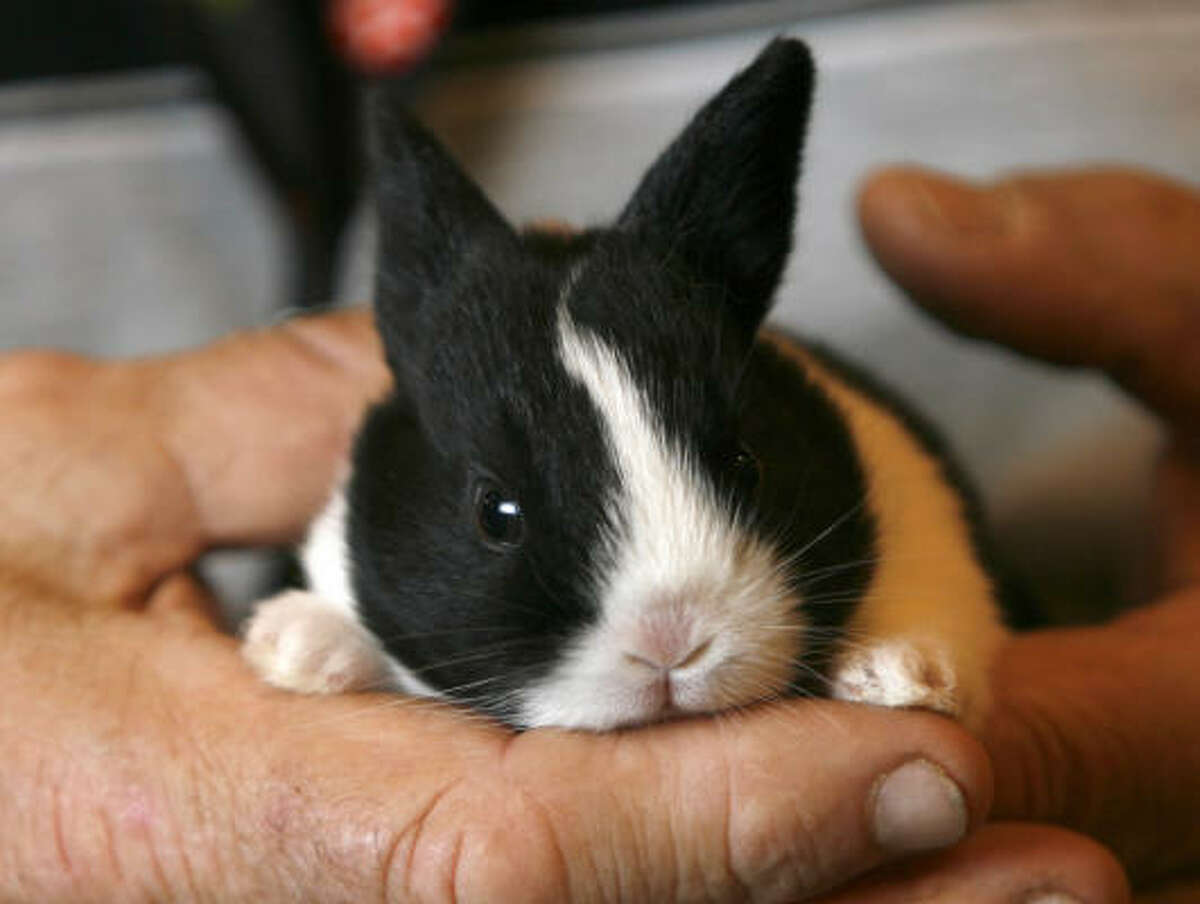 Mac: The black-and-white Dutch rabbit is about 10 days old. The Dutch usually have about seven in a litter, and the babies’ eyes open in seven days. This bunny didn’t have a name, so we decided to call it Mac for Jim McCorpin, a volunteer working with the rabbits and cavies.