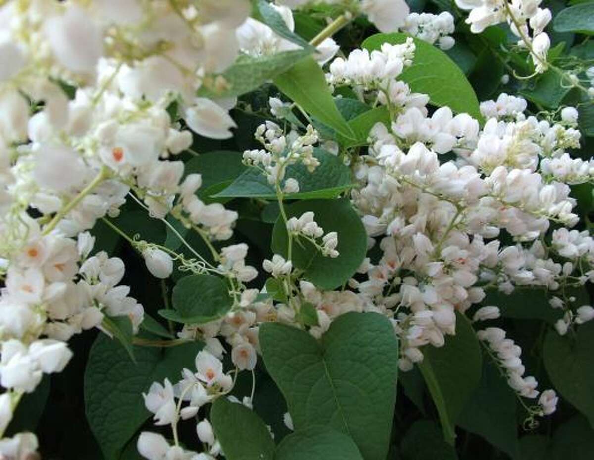 White Coral Vines Abound In The Houston Area   1200x0 