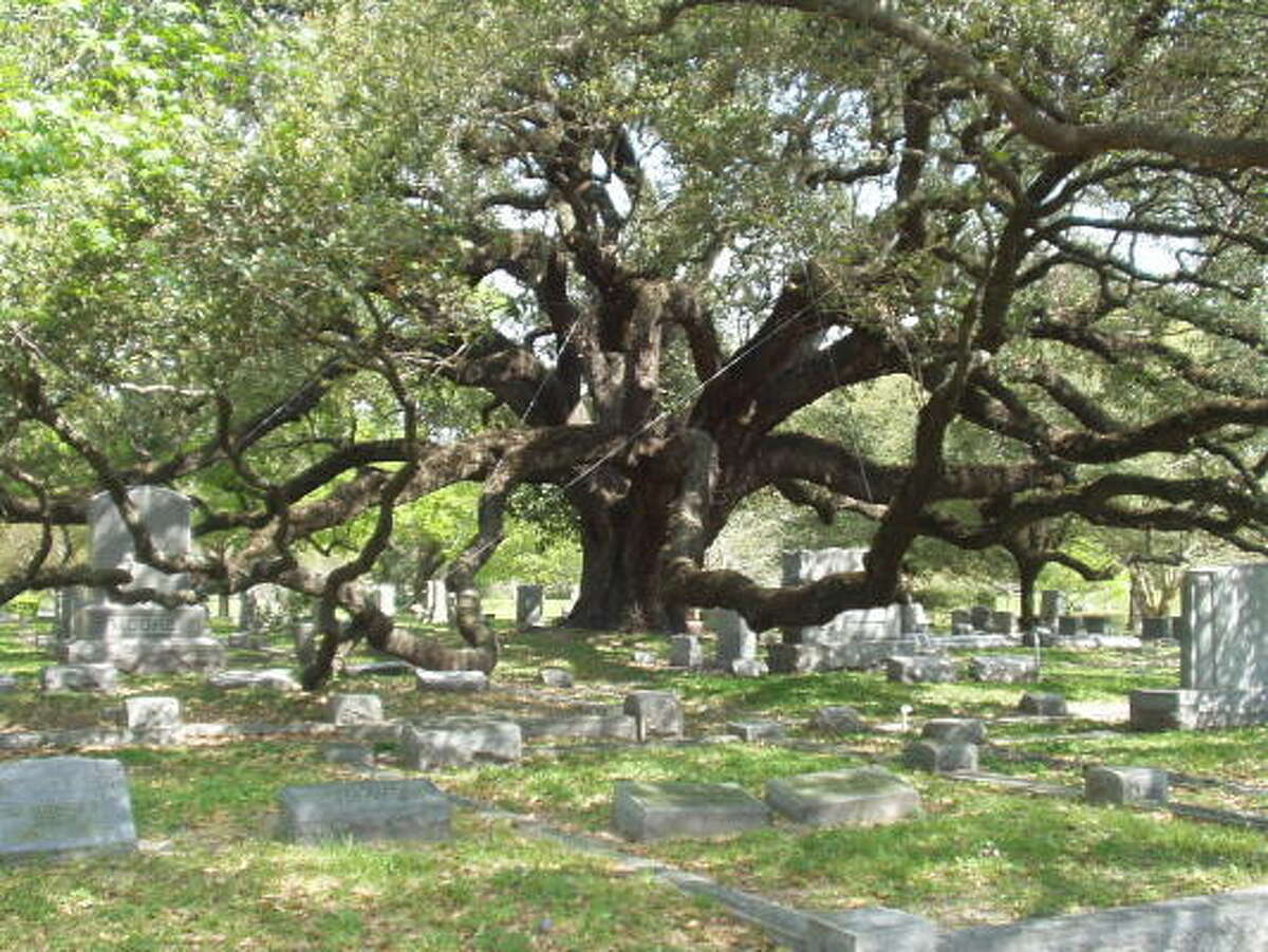 How the Cemetery Oak at Glenwood Cemetery came to be planted there is an enigma.