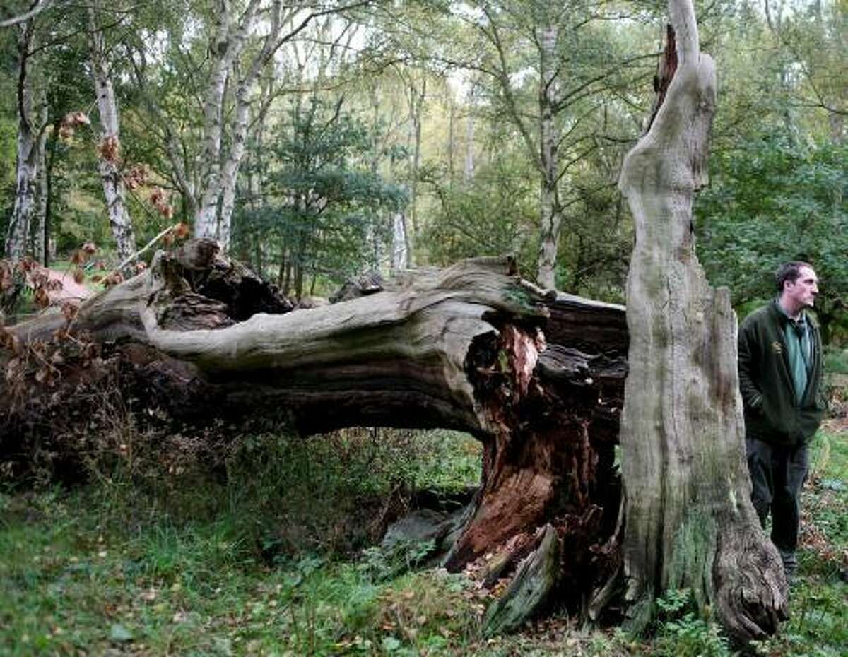 Another tree falls in Sherwood Forest, England. The ancient oaks made famous by the legend of Robin Hood, some of which date 900 years, are dying in greater numbers every year.