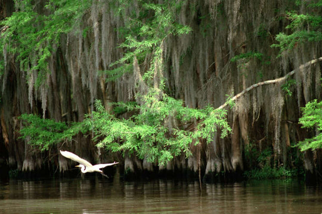 Caddo Lake