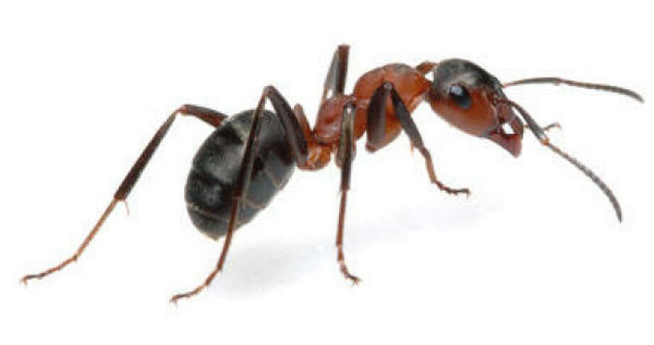Will Ants Damage My Potted Plants Houston Chronicle Photo Kaphoto Fotolia