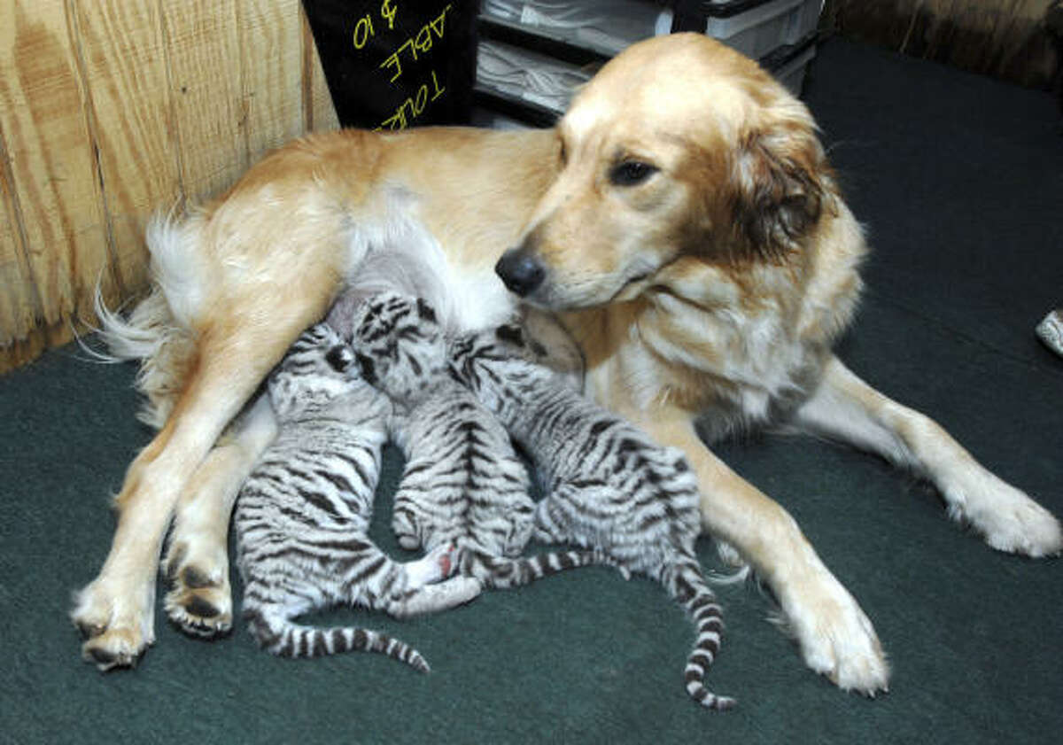Мама и собака рассказ. Дружба животных. Собака-мама. Собака выкормила тигрят. Собака усыновила тигрят.