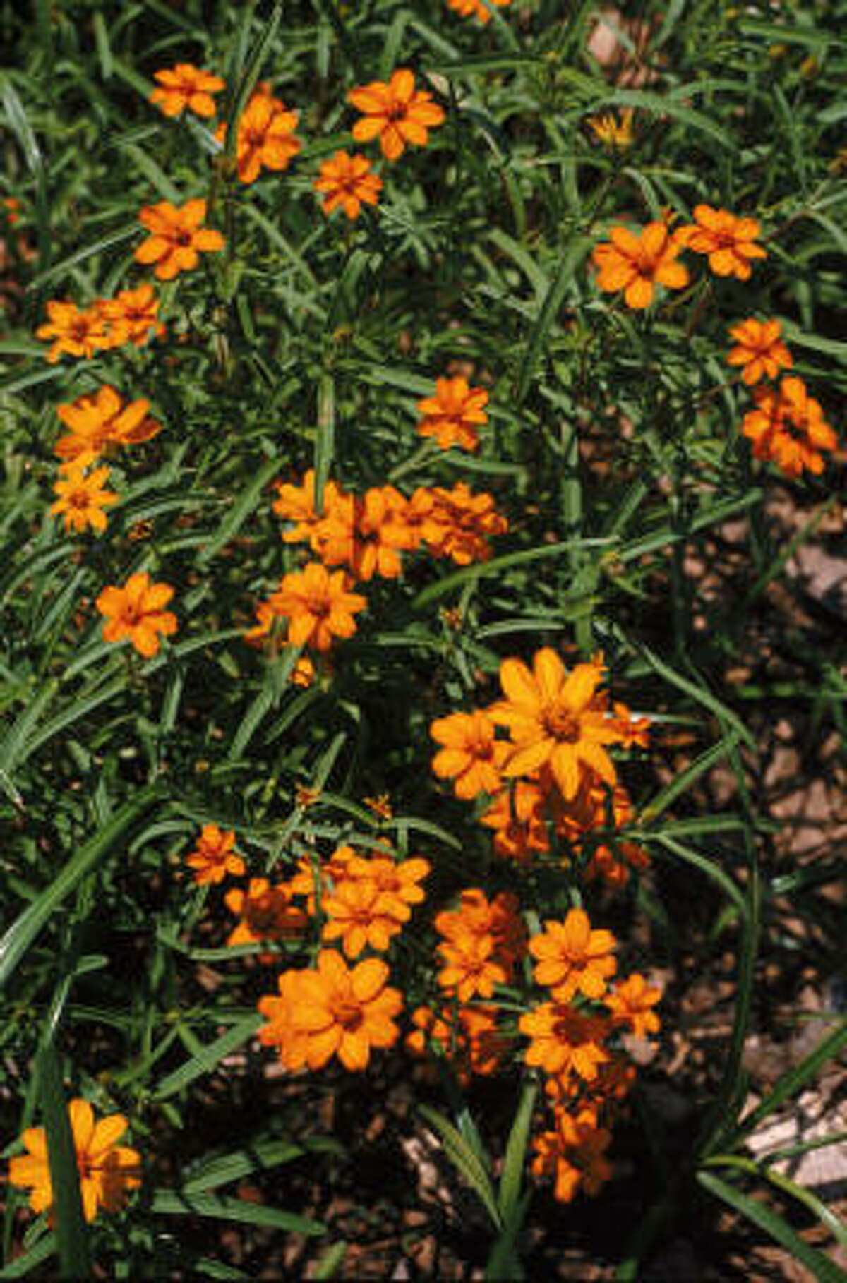 Lazy Gardener Blooms for drought
