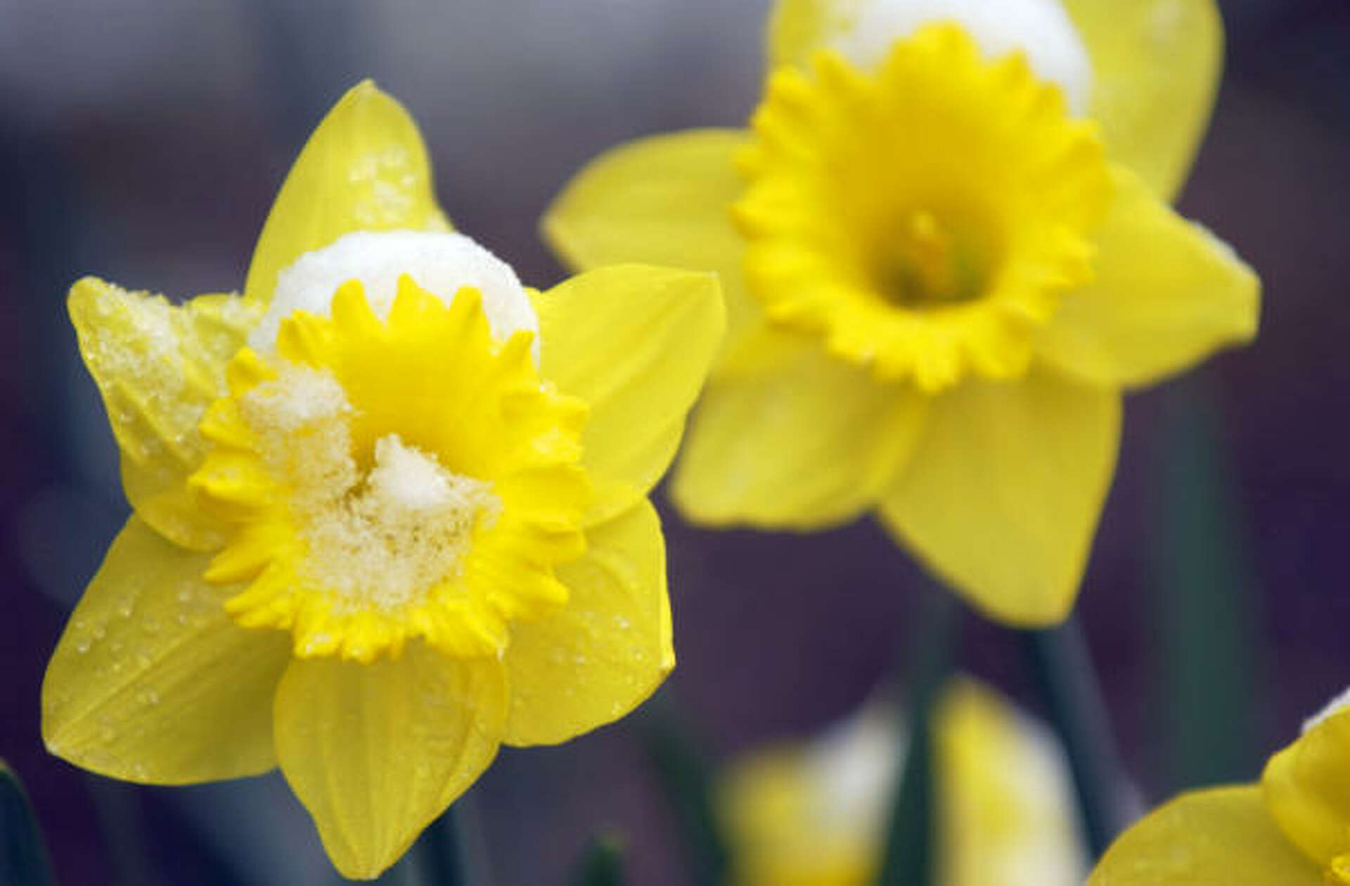 Bulbs to plant in fall