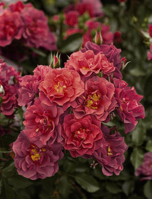 3 named AllAmerica Rose Selections