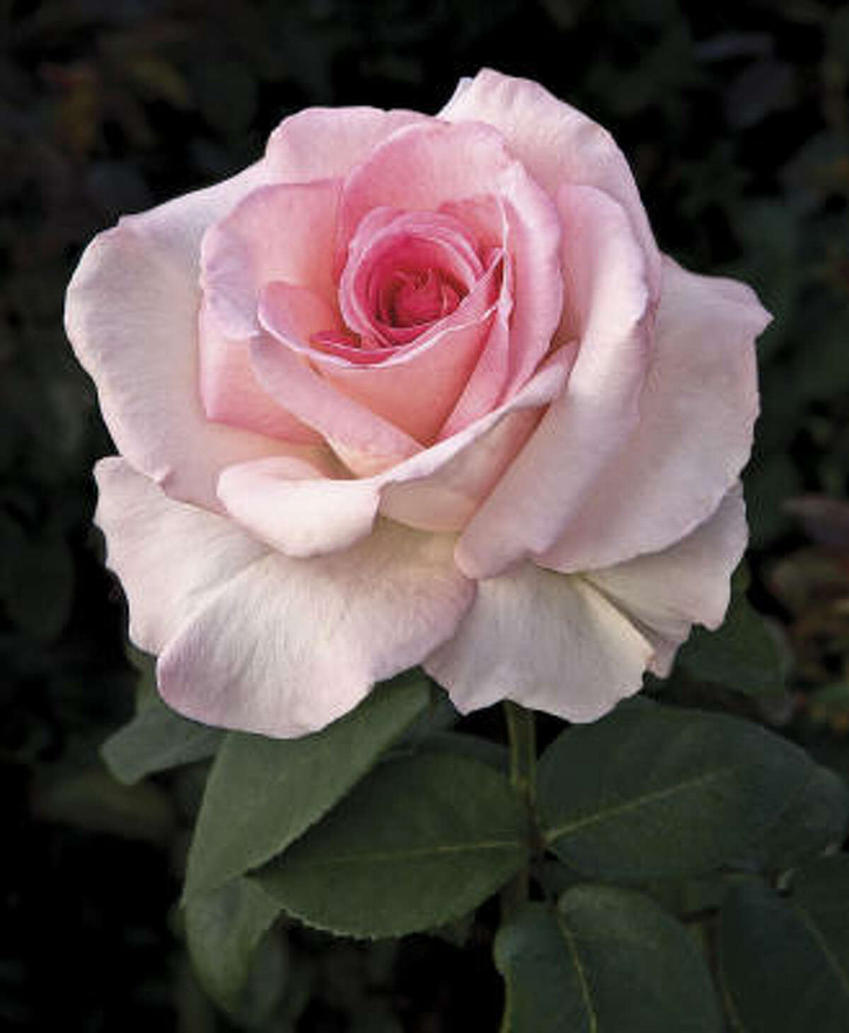 3 named AllAmerica Rose Selections