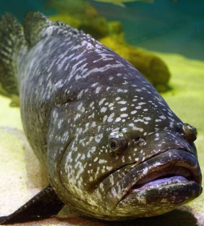 Restaurants in Florida passing off catfish or tilapia as grouper