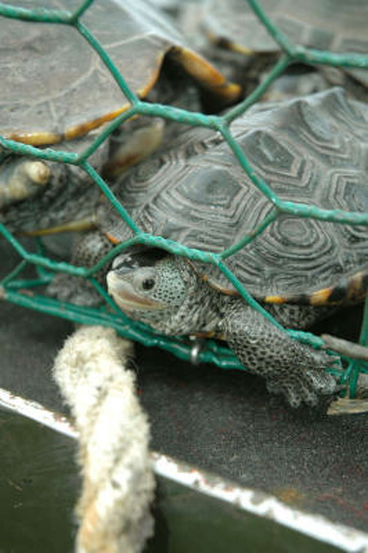 Texas A Hot Spot For Trapping Non-game Wildlife