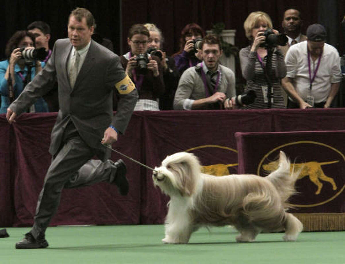 Westminster Kennel Dog Show