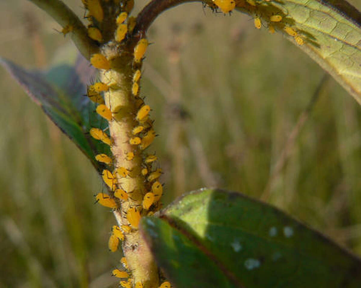 How can I kill aphids on crape myrtle?