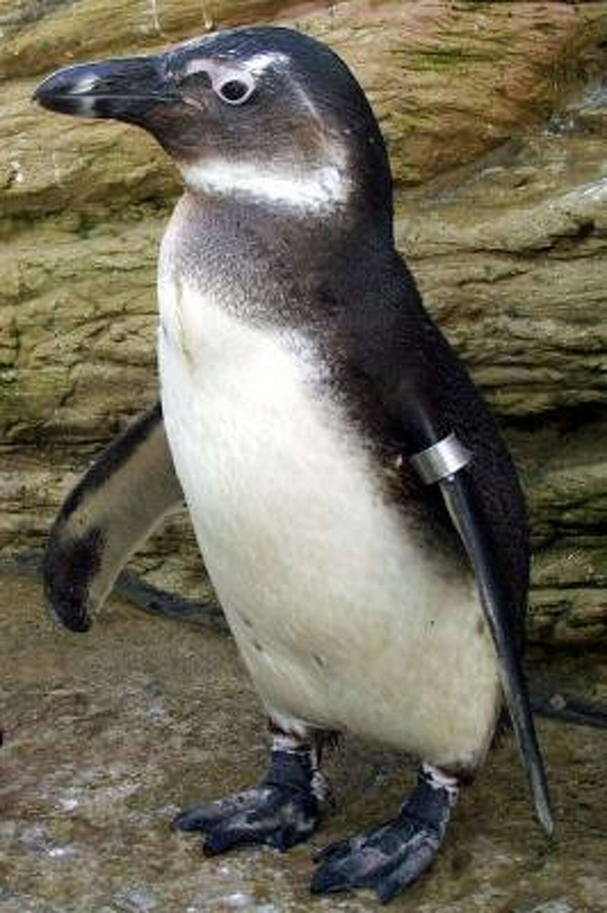 Toga, a baby jackass penguin stolen in December from Amazon World Zoo Park on Britain's Isle of Wight, is believed to be the victim of thieves targeting small zoos and safari parks to meet a growing demand among collectors for exotic species.