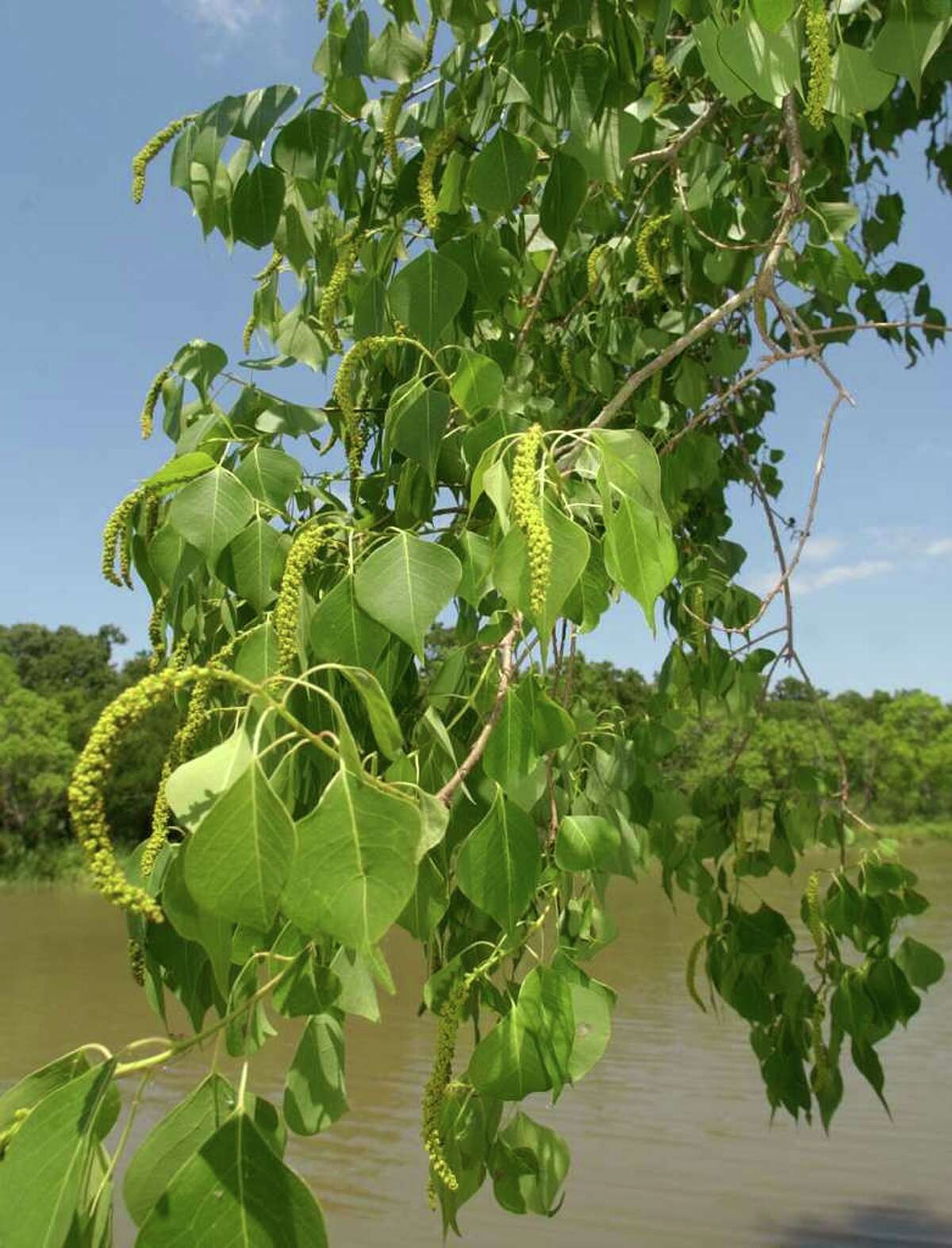 Can't blame tallow trees on Franklin