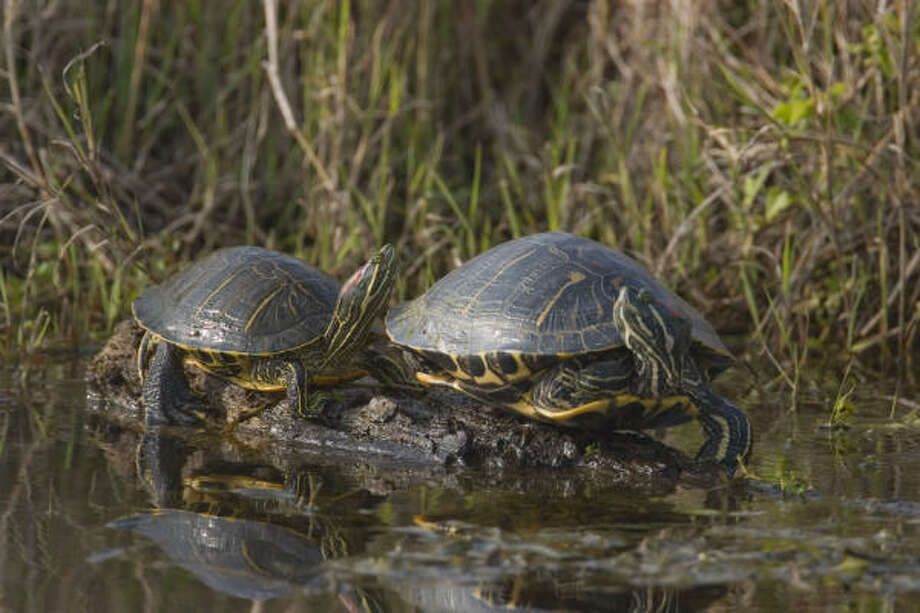 Help Texas turtles avoid shell shock - Houston Chronicle