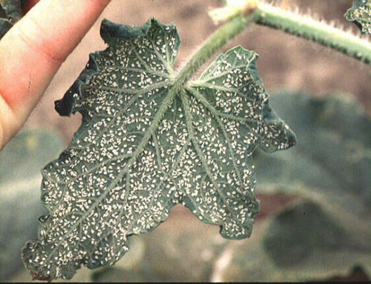 What Are These Tiny Mothlike Bugs On My Plants   1200x0 