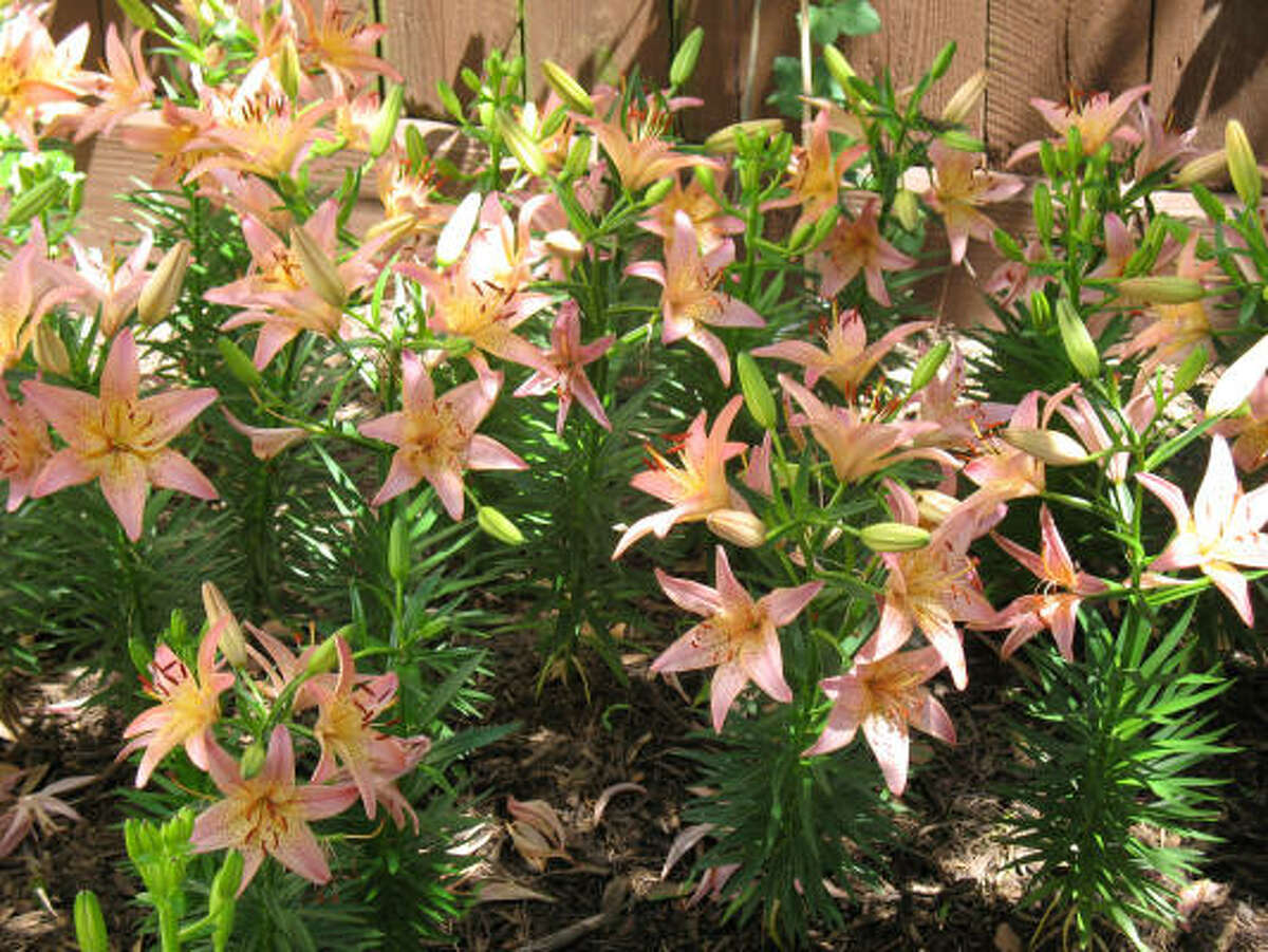 All kinds of lilies abound in Houston gardens