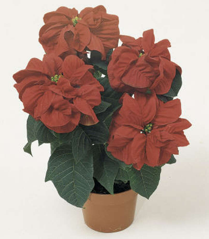 Poinsettias Houston Chronicle