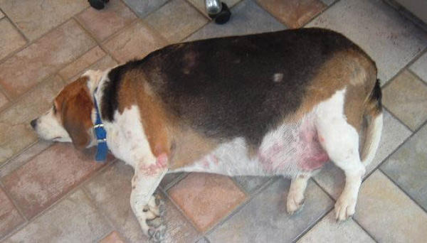 Hound put on diet after tipping scale at 90 pounds Hound put on diet after tipping scale at 90 pounds