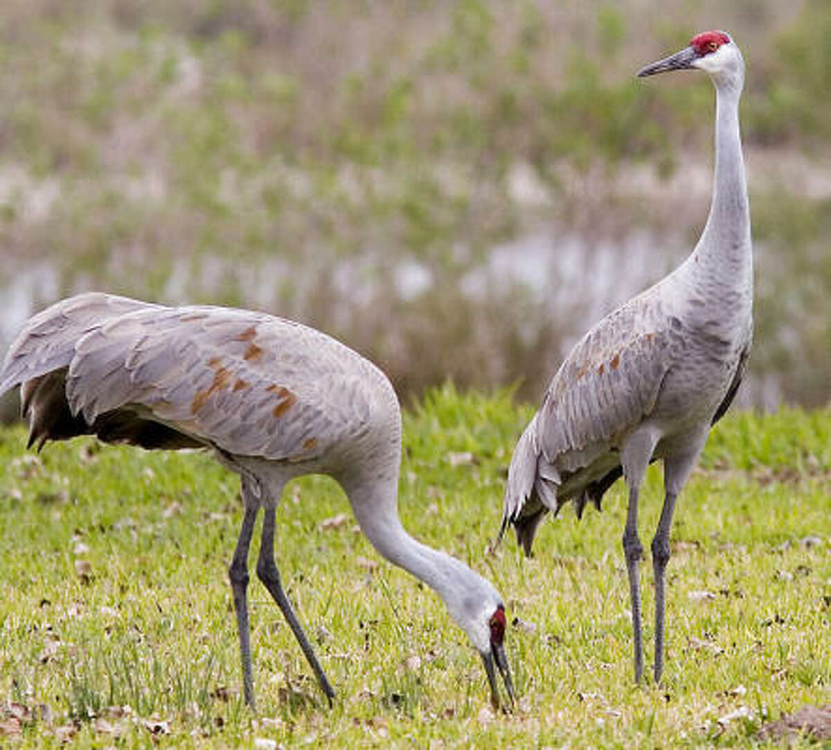 Listen For The Call Of The Sandhill Crane