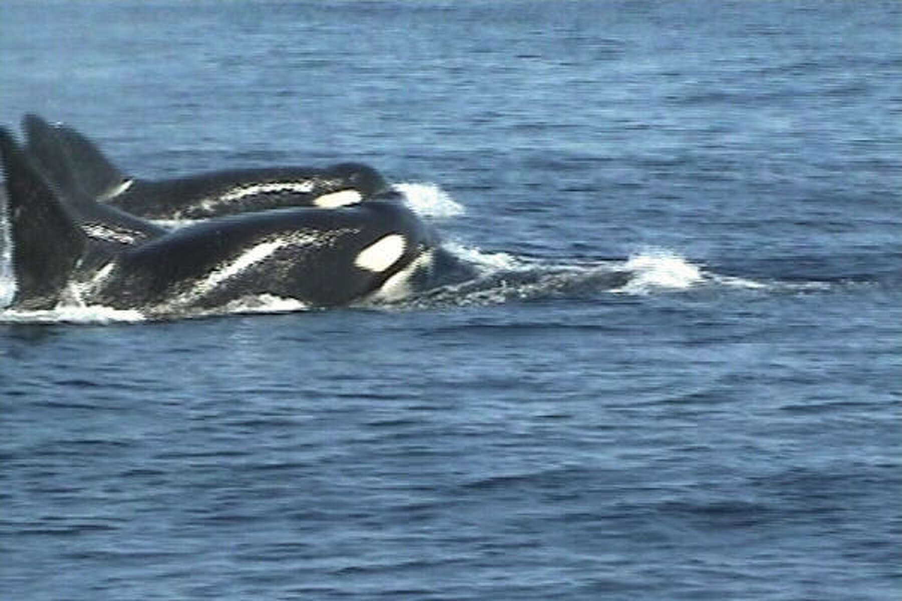 Tumbler: Jumping Orca