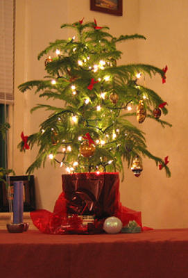 Plant Profile The Norfolk Pine